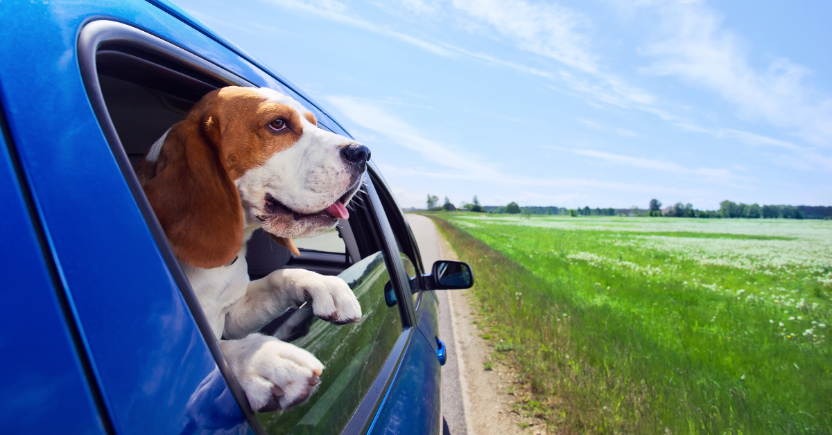Why Do I Need Auto Insurance, auto insurance