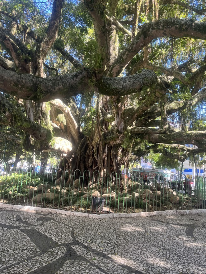 Figueira Centenária na Praça XV de Novembro em Florianópolis