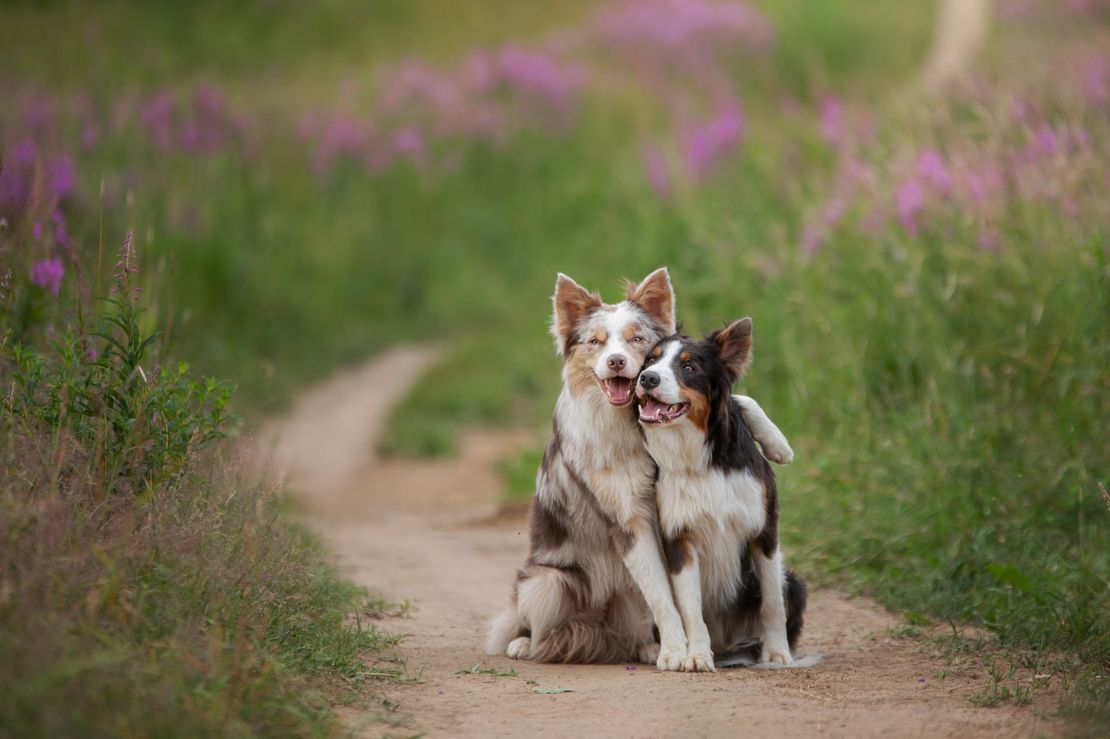 two dogs are sitting next to each other on a dirt road .