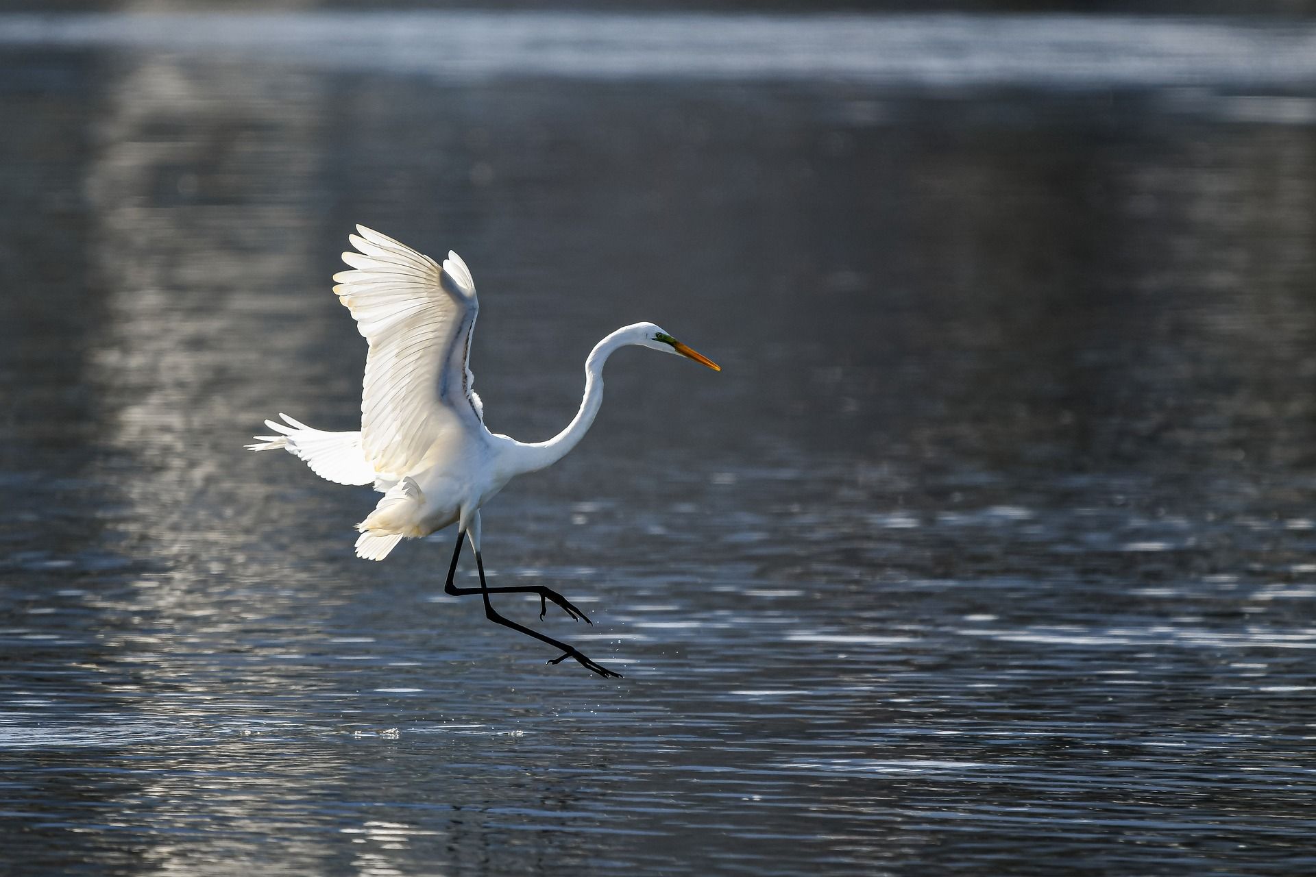 a white bird is flying over a body of water .