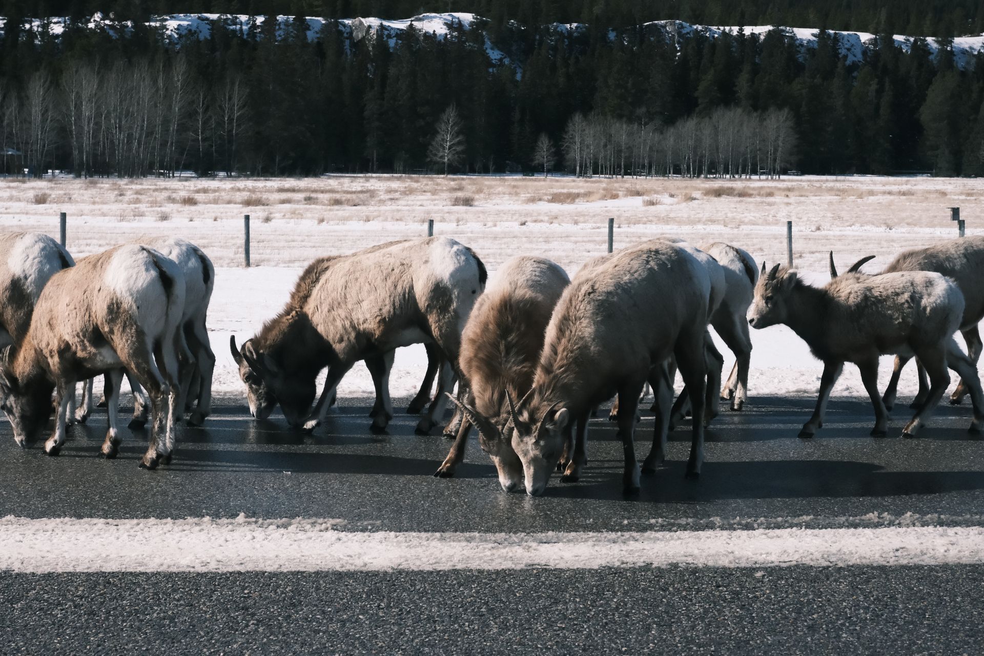 Wild Bighorn Sheep licking salt on a highway near Abraham Lake, wildlife tracking experience and education with Banff Bear Travel expert local guides.