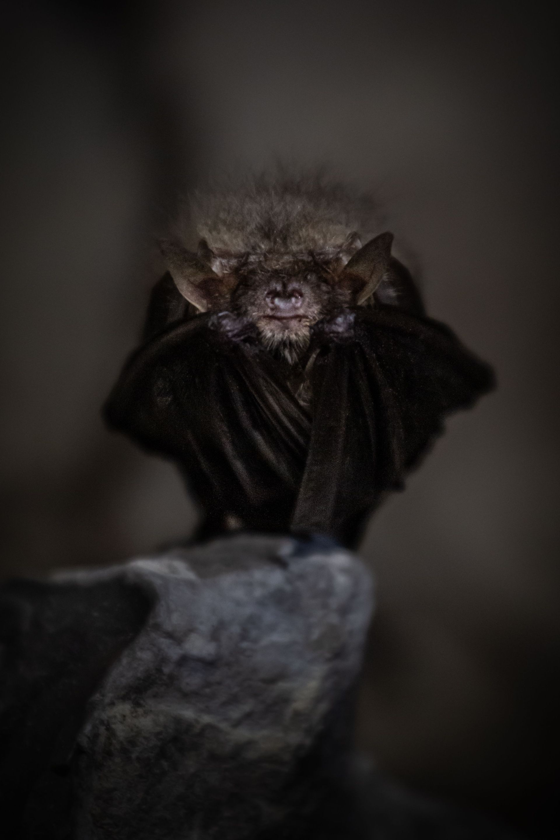 Bat hanging upside down in a dark cave-like setting, wings wrapped around its body.
