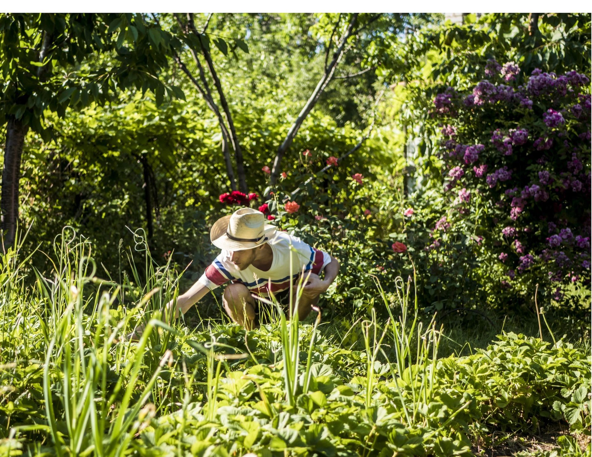 Person gardening in a lush green garden with flowers, shrubs, trees, and vegetables. 