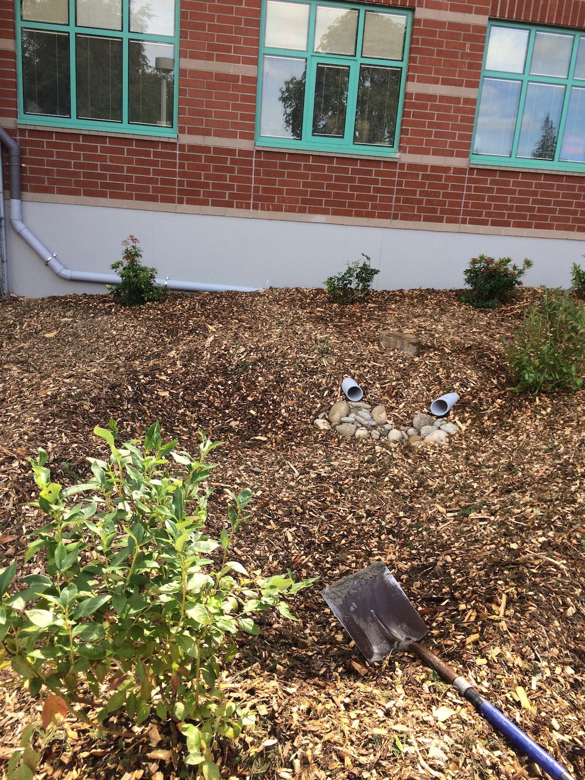 A completed rain garden, covered in hardwood mulch, shrubs planted, and gutter pipes connected to drain into the rain garden.
