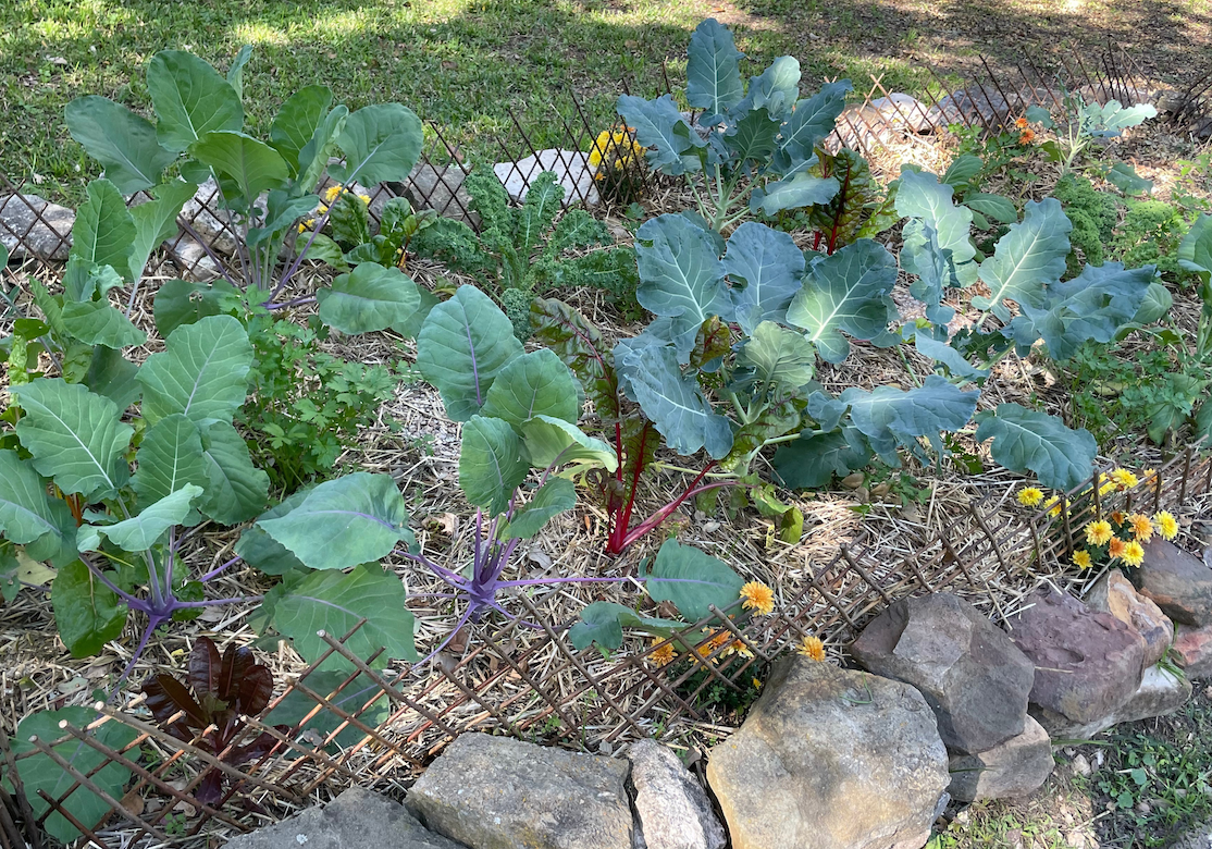 Vegetable garden with various leafy plants and colorful flowers along a rock border.