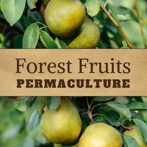 forestfruits-permaculture