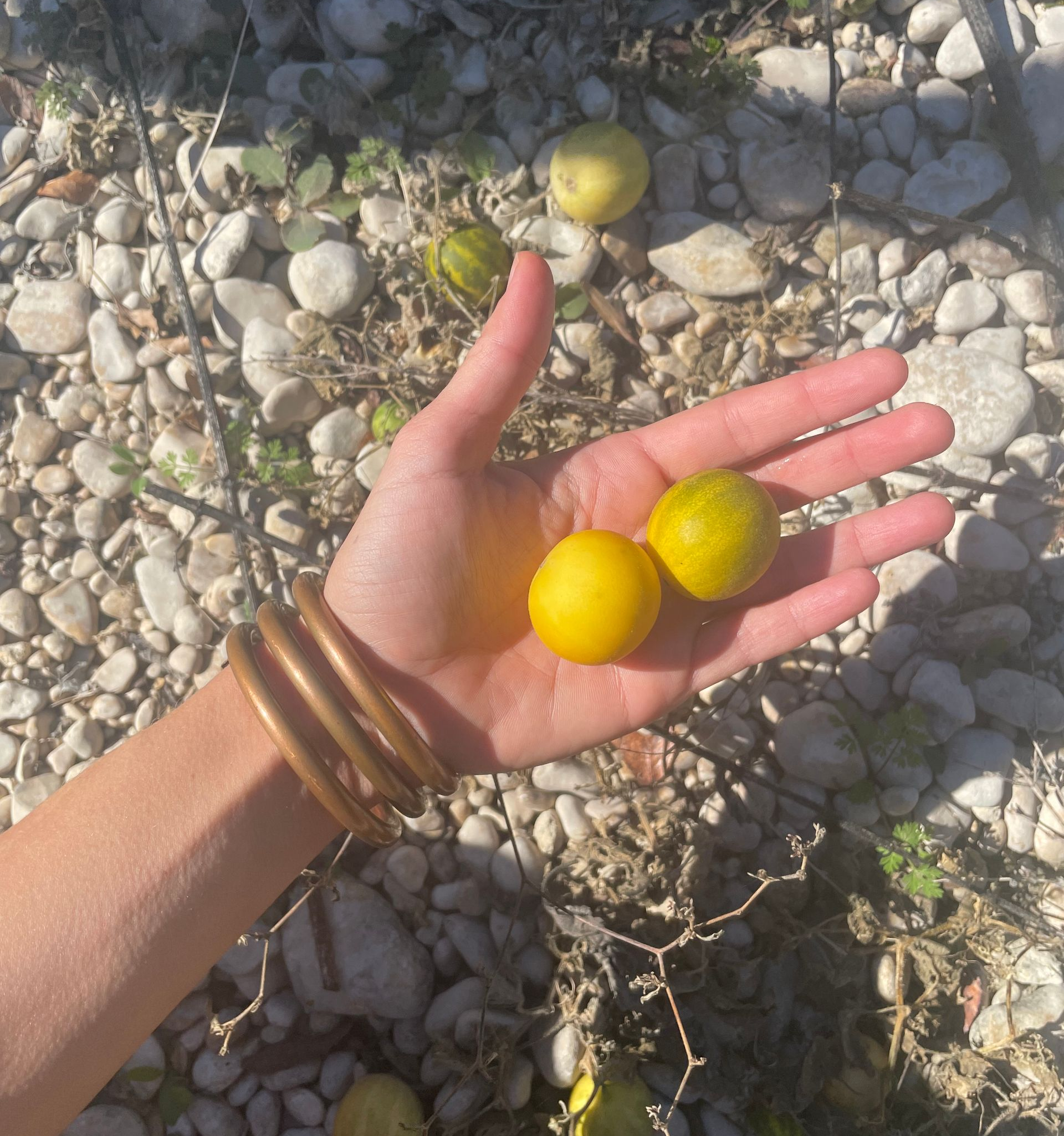 Have you ever tried a wild lemon cucumber?