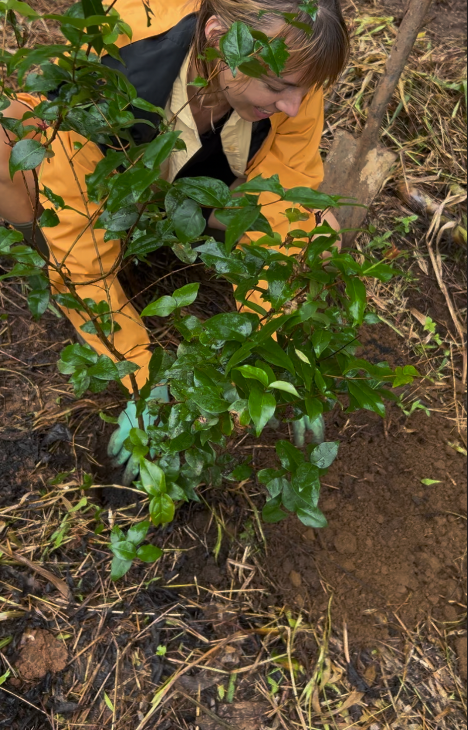 Marlo Weekley planting a fruit tree in the ground, wearing orange and black work clothes.