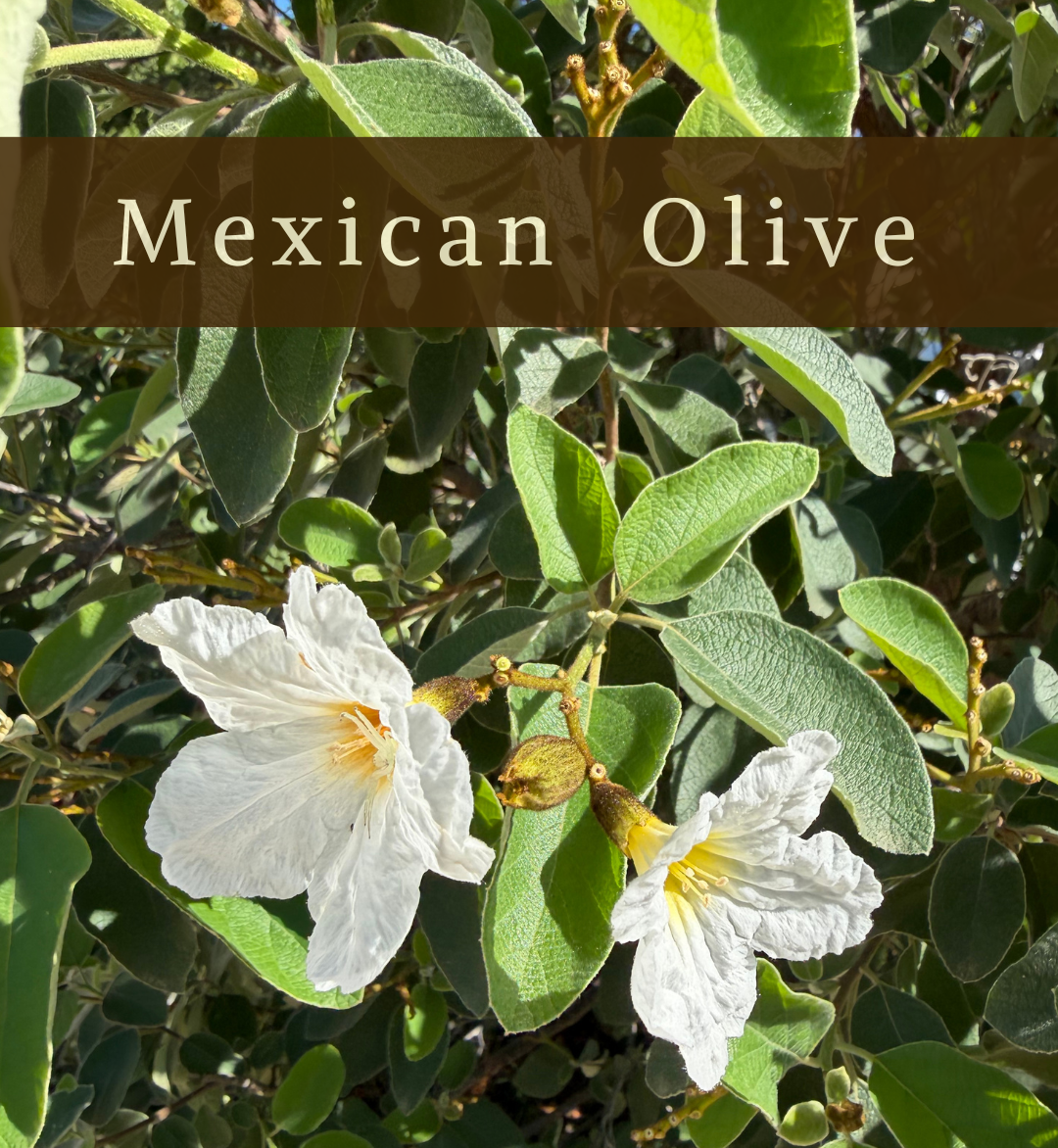 The Mexican Olive Tree (Also known as Texas Wild Olive) is in bloom in Austin! 