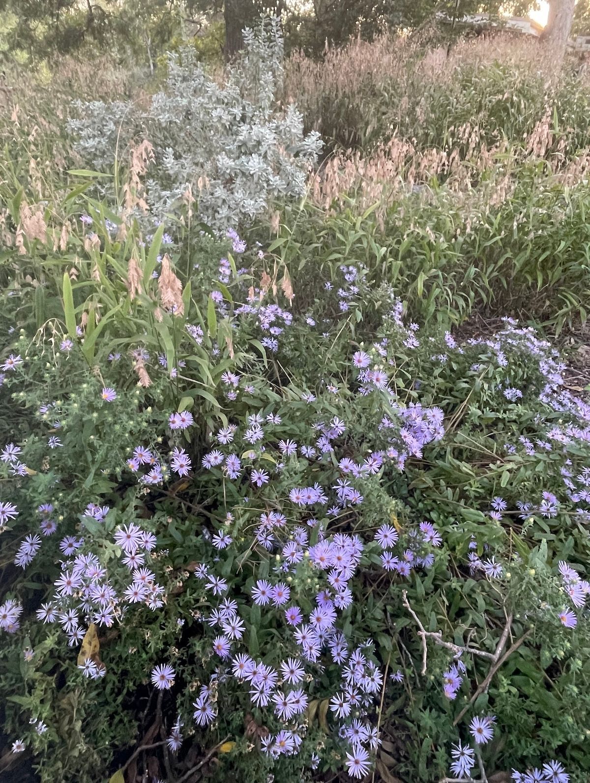 Purple wildflowers in a garden, with green foliage and a tree in the background.