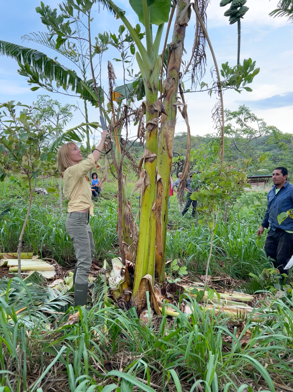 Marlo Weekley pruning a banana tree in a lush green syntropic agroforestry farm in Costa Rica.
