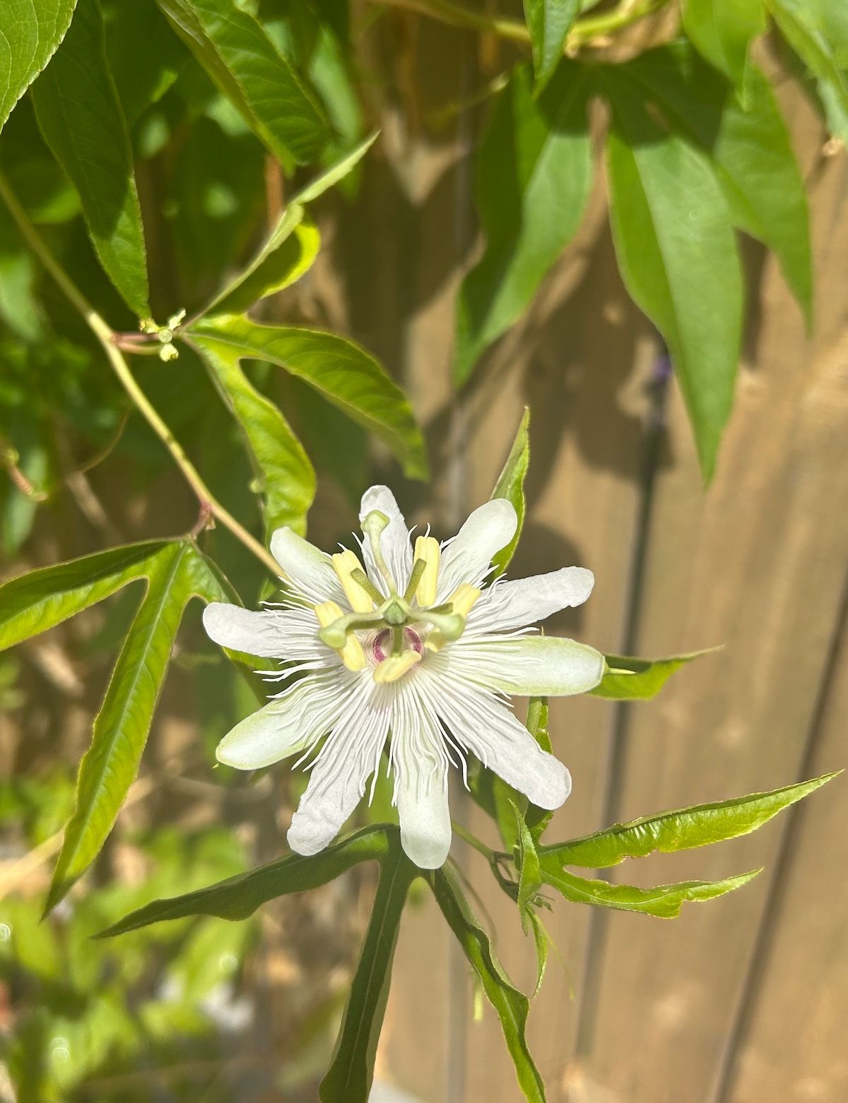 White passion flower blooming, with green leaves and vine against a wooden fence.