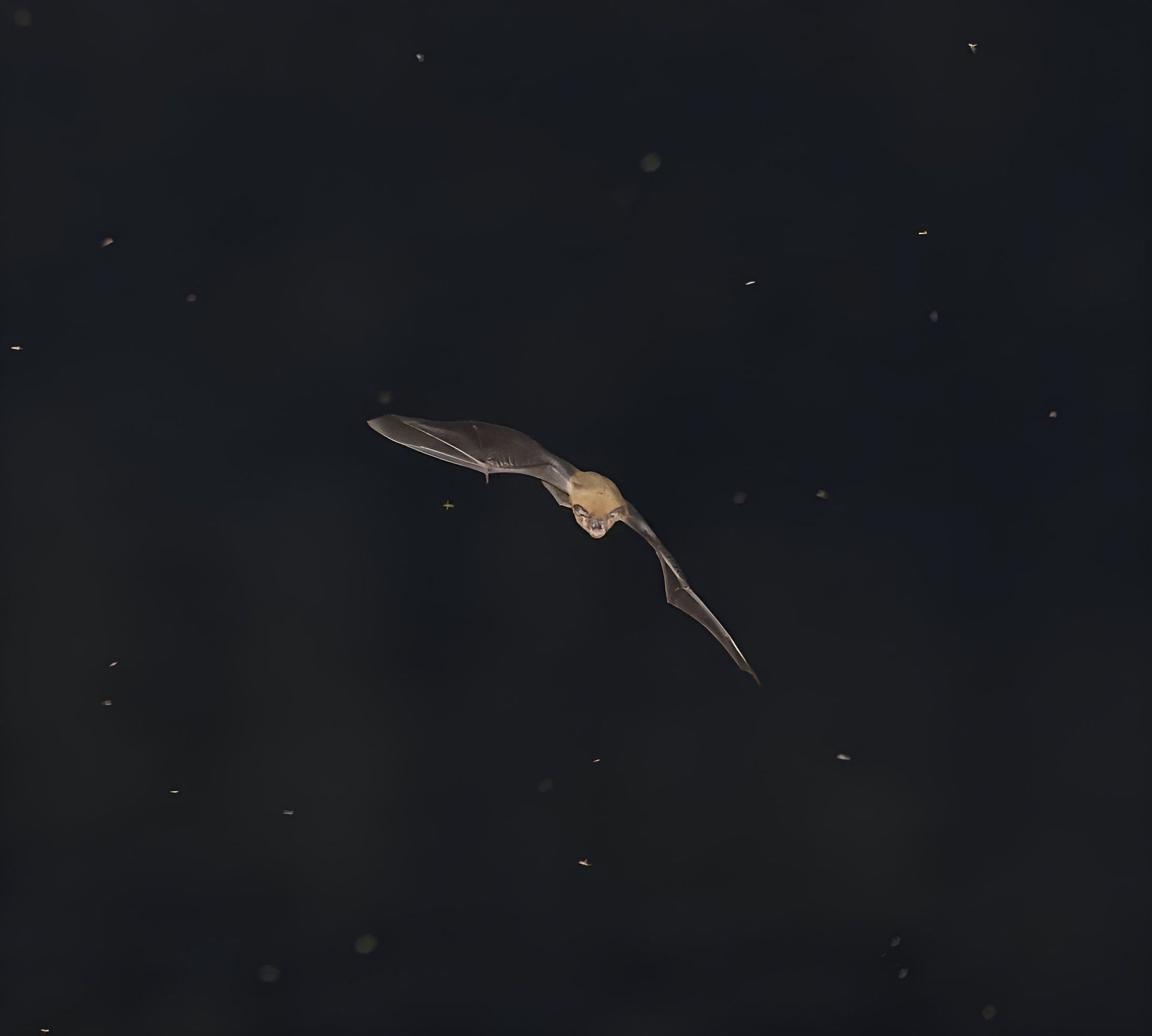 A bat flying through the night sky. 
