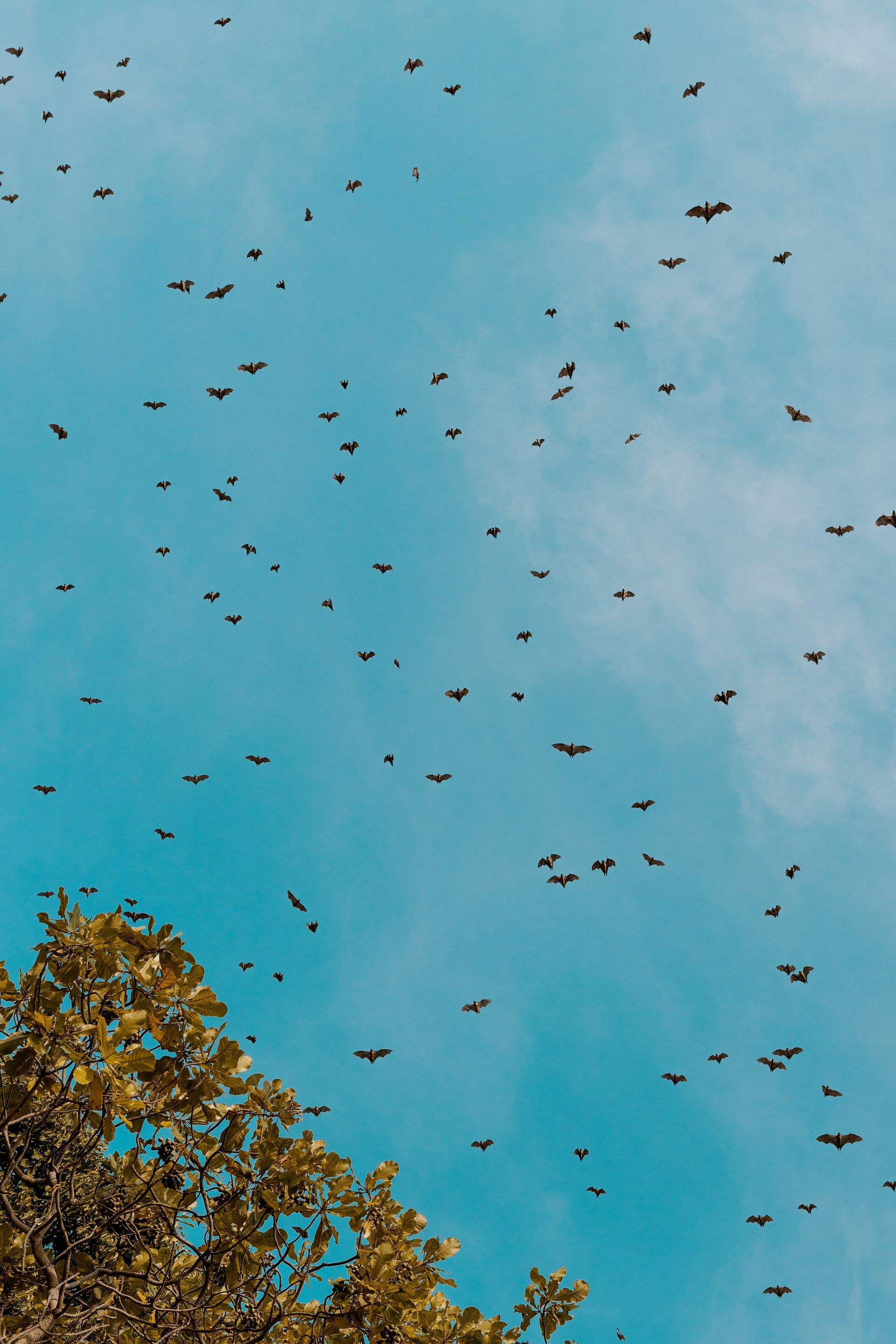 Blue sky with many small birds flying above a leafy tree in the corner