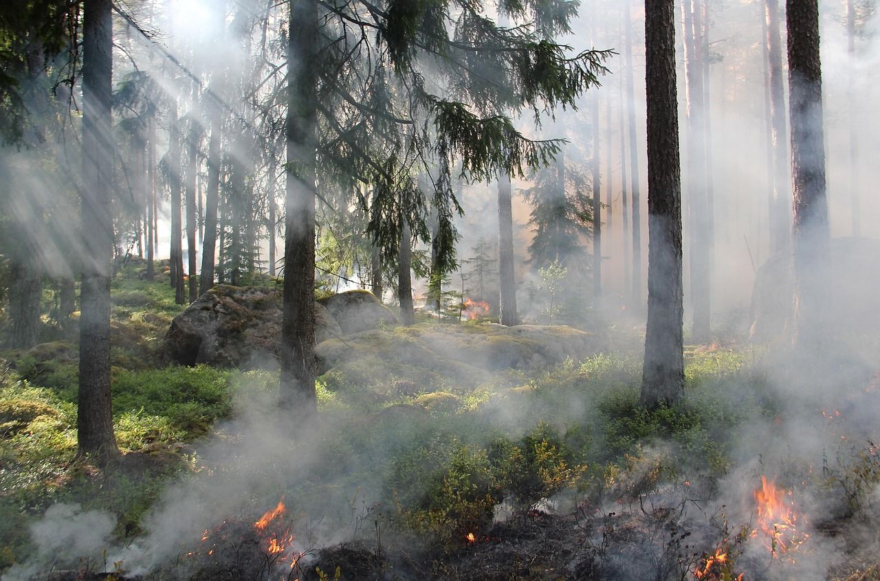 Forest fire with tall pine trees and smoke rising from the recently smoldering fire.