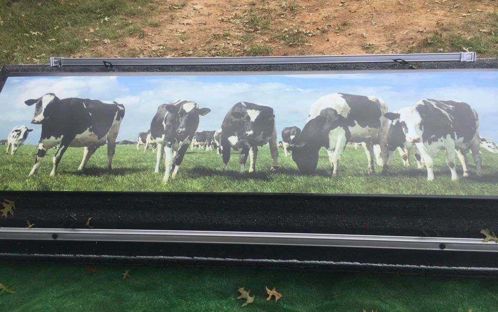 Vault with cows on it
