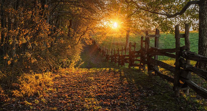 the sun is shining through the trees in the forest
