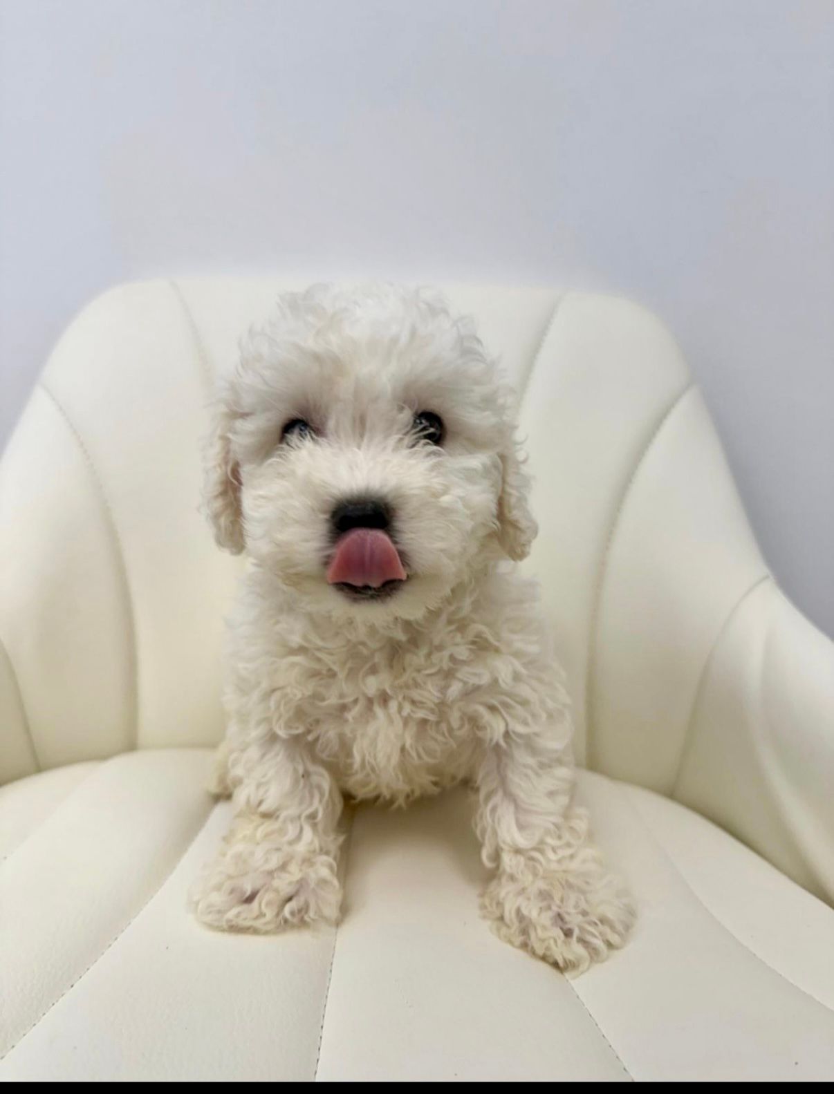 Connecticut Bichon Frise Puppies For Sale Connecticut Bichon Frise Puppies For Sale