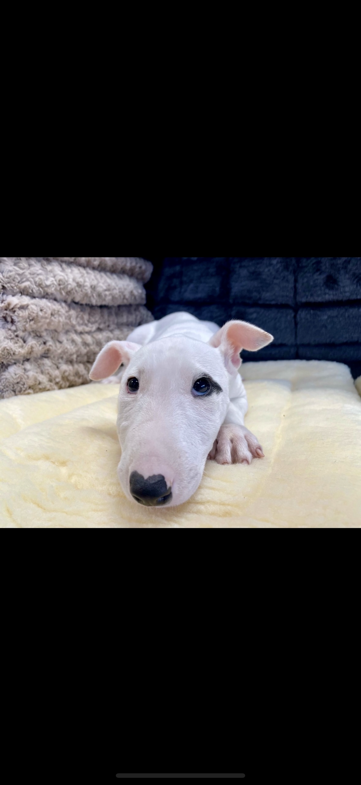 Connecticut Bull Terrier Puppies For Sale
