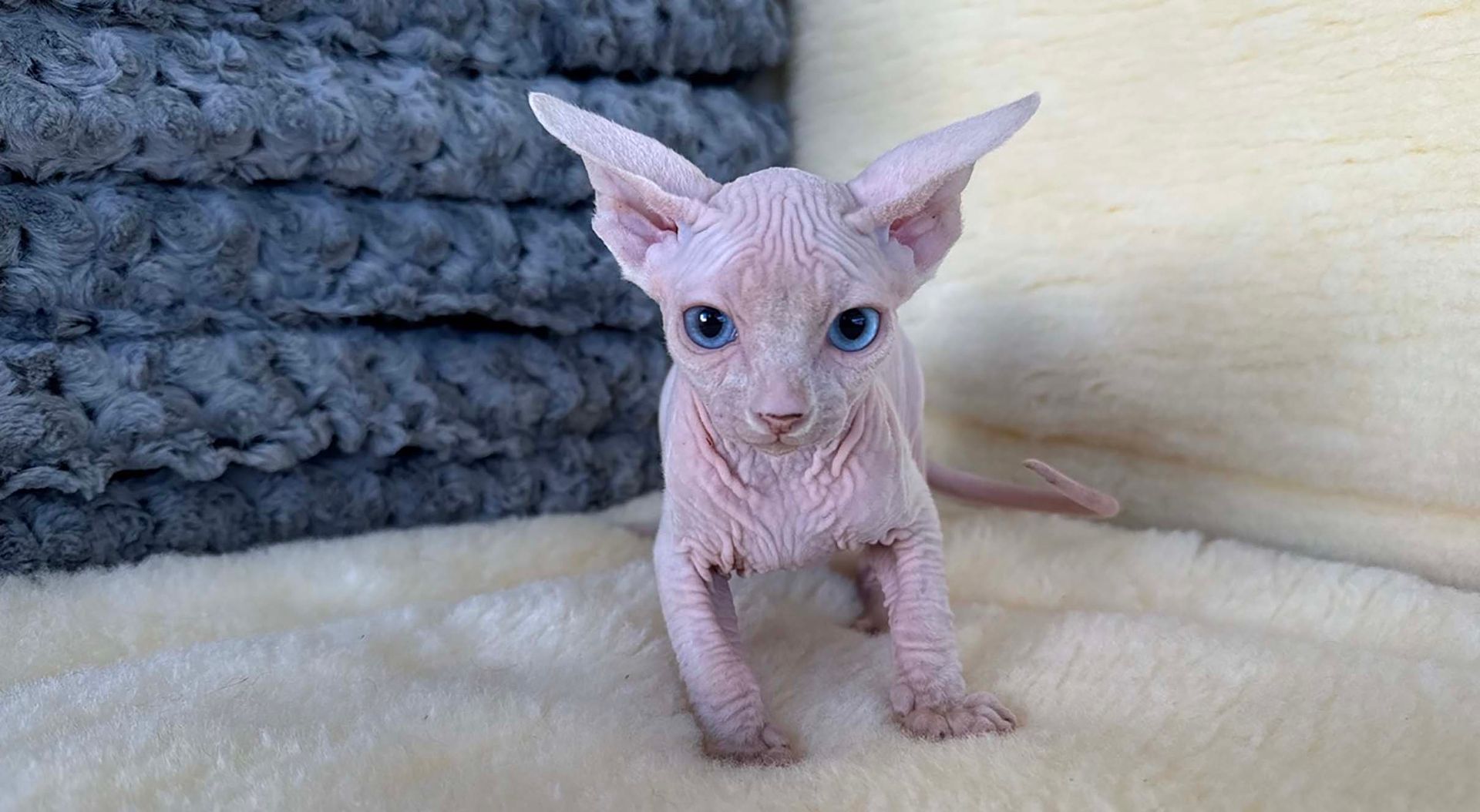 Connecticut Kittens For Sale