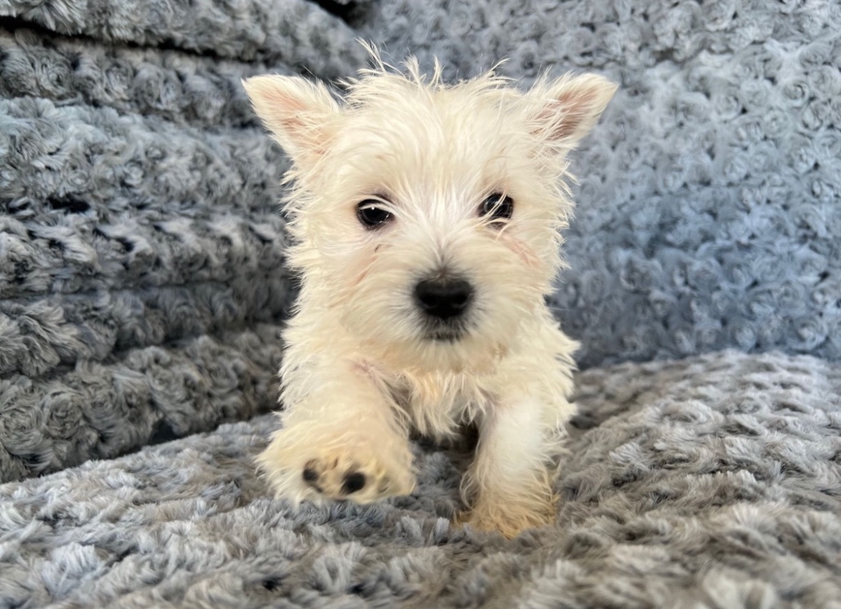 West Highland Terrier Puppy