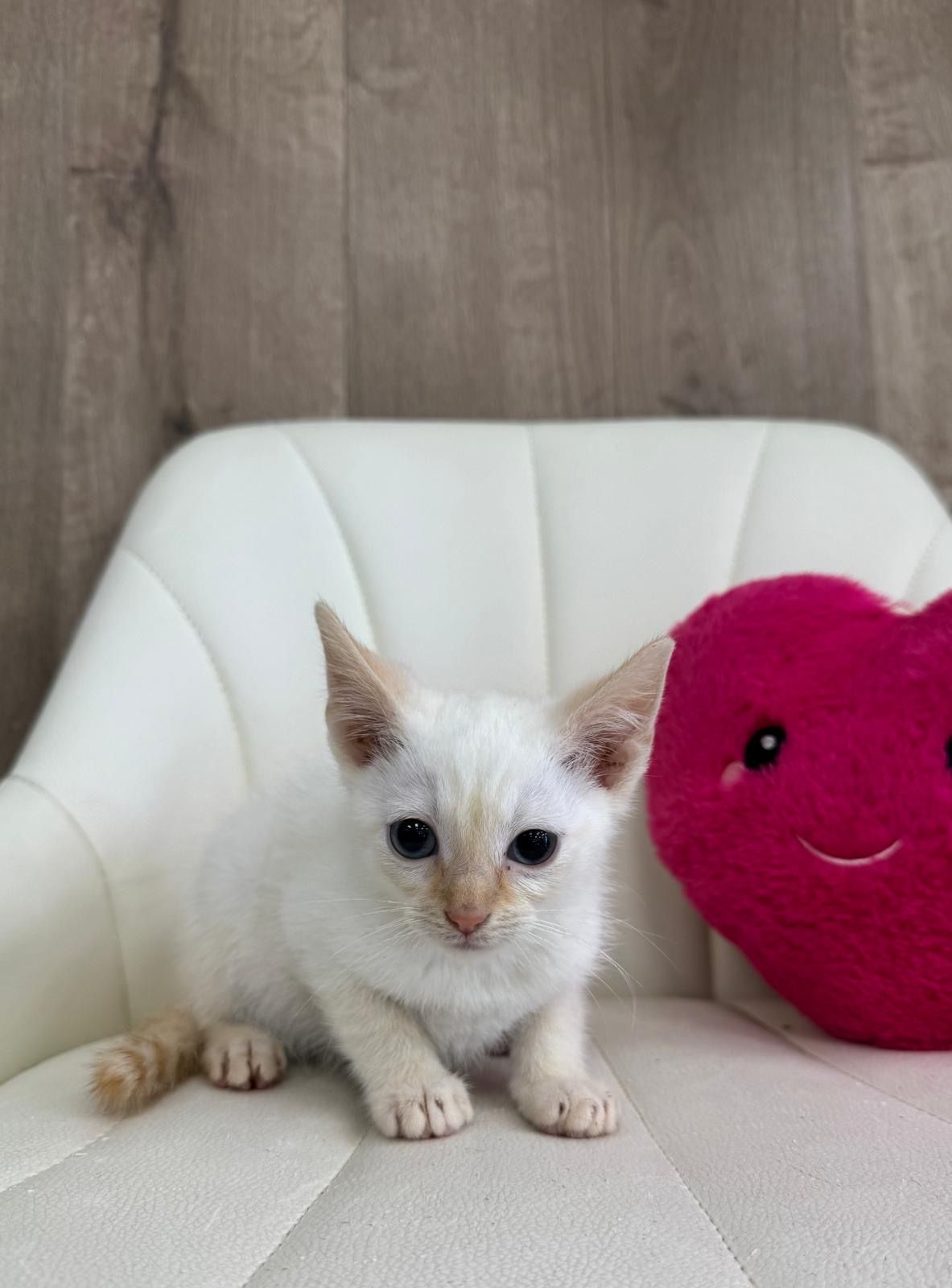 Siamese Kitten