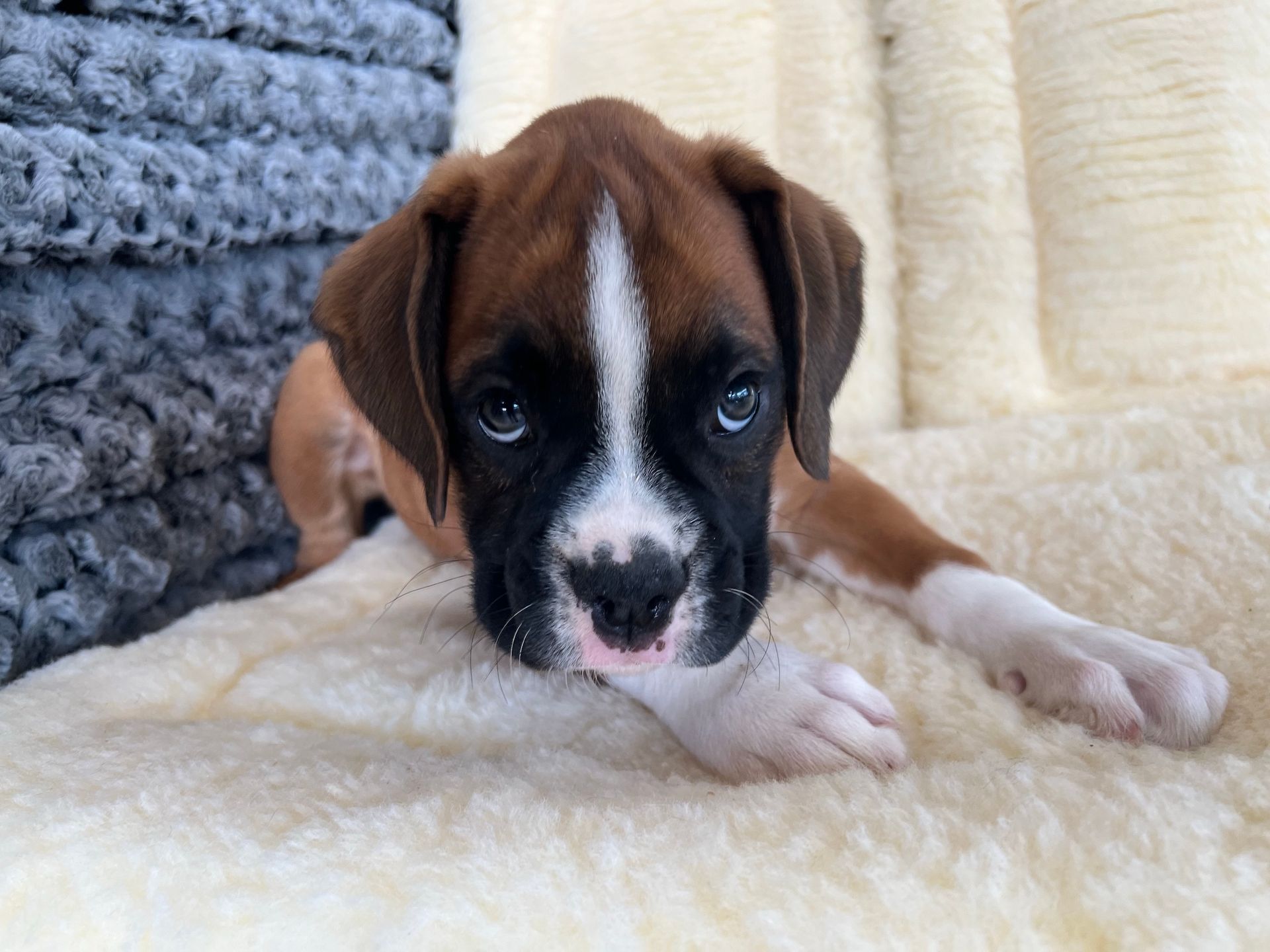 A brown and white boxer puppy is laying on a blanket.