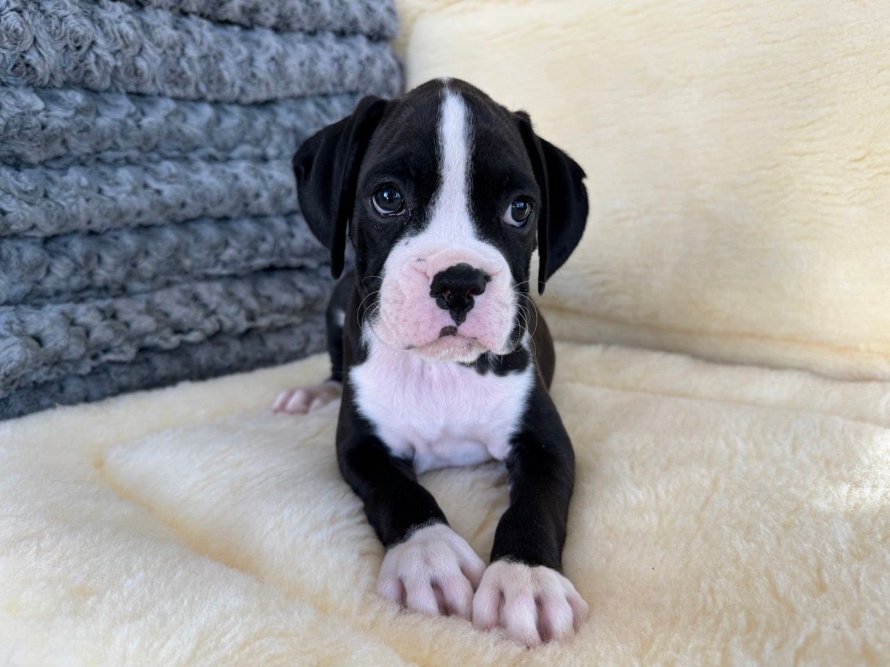 A black and white Boxer puppy is laying on a blanket.