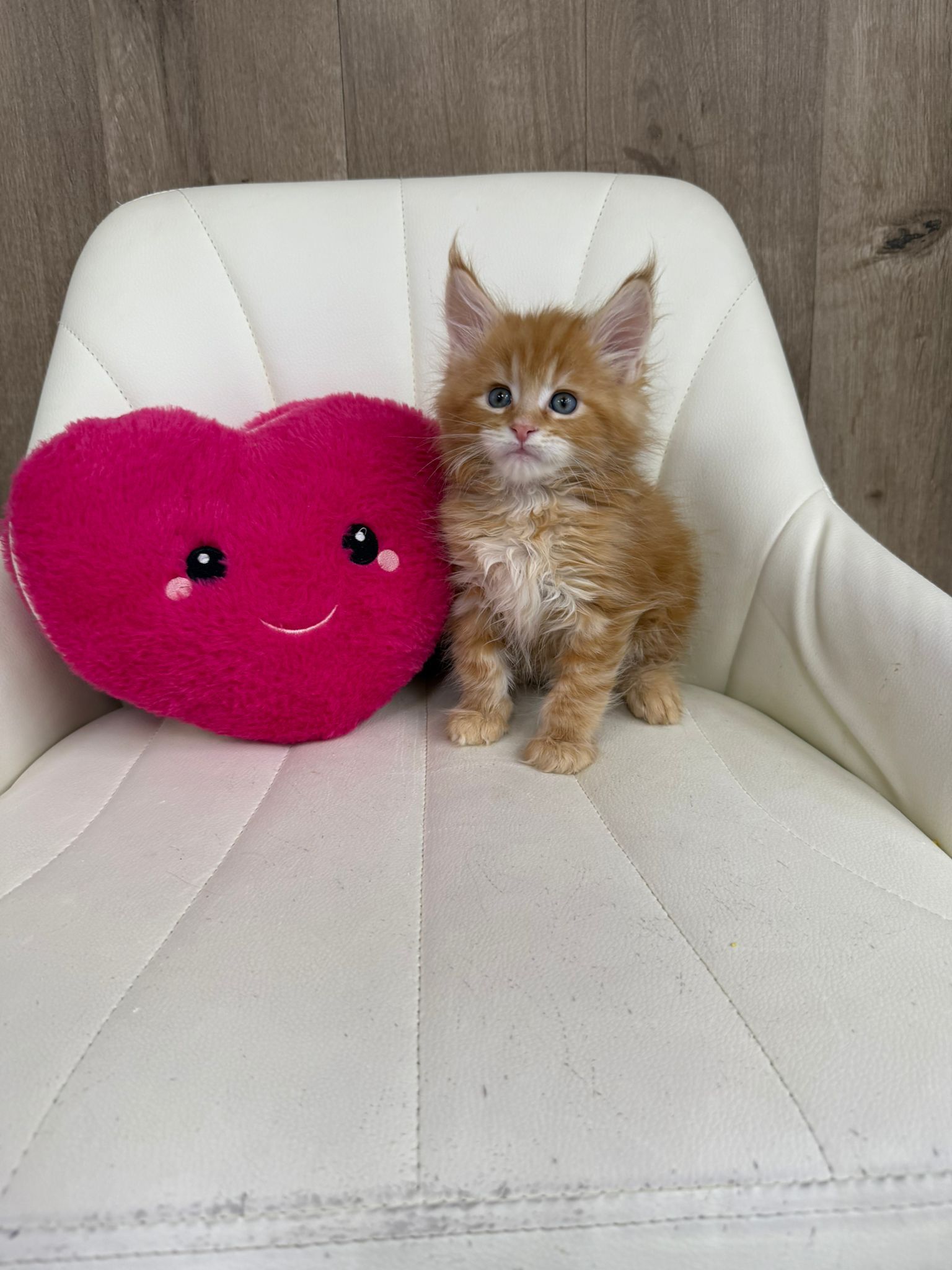 Main Coon Kitten