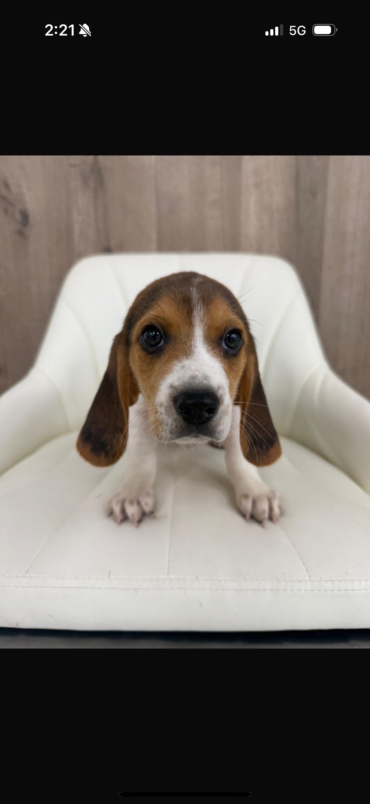Beagle Puppy