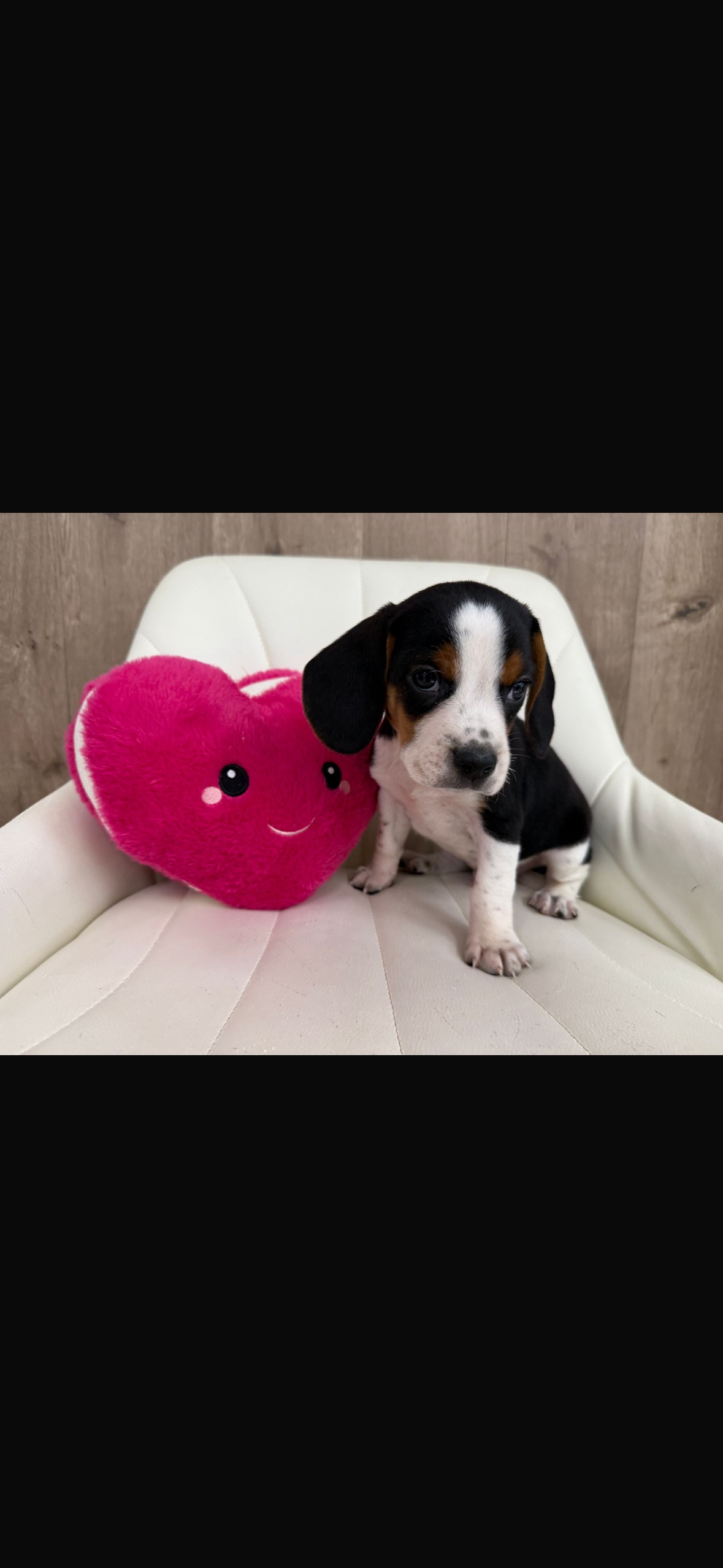Beagle Puppy