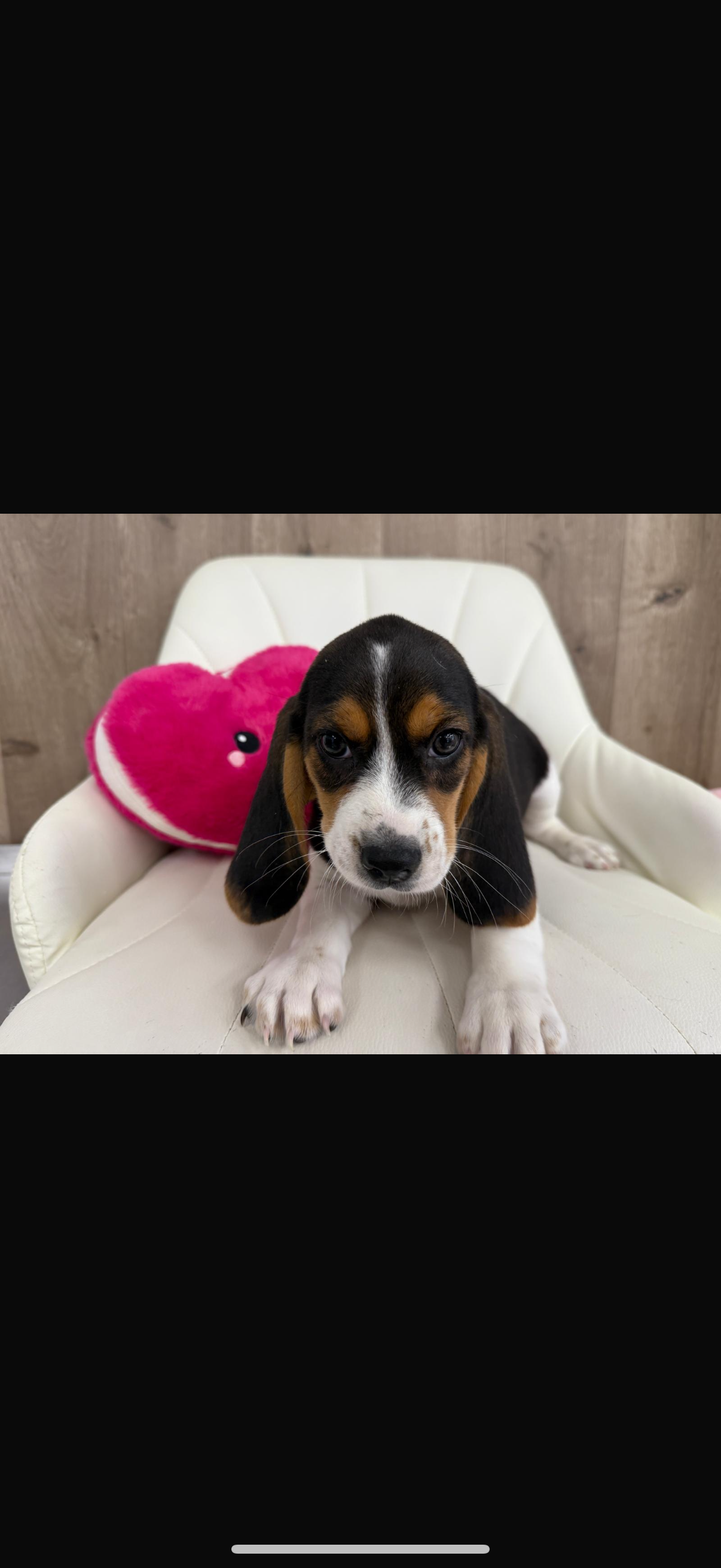 Beagle Puppy