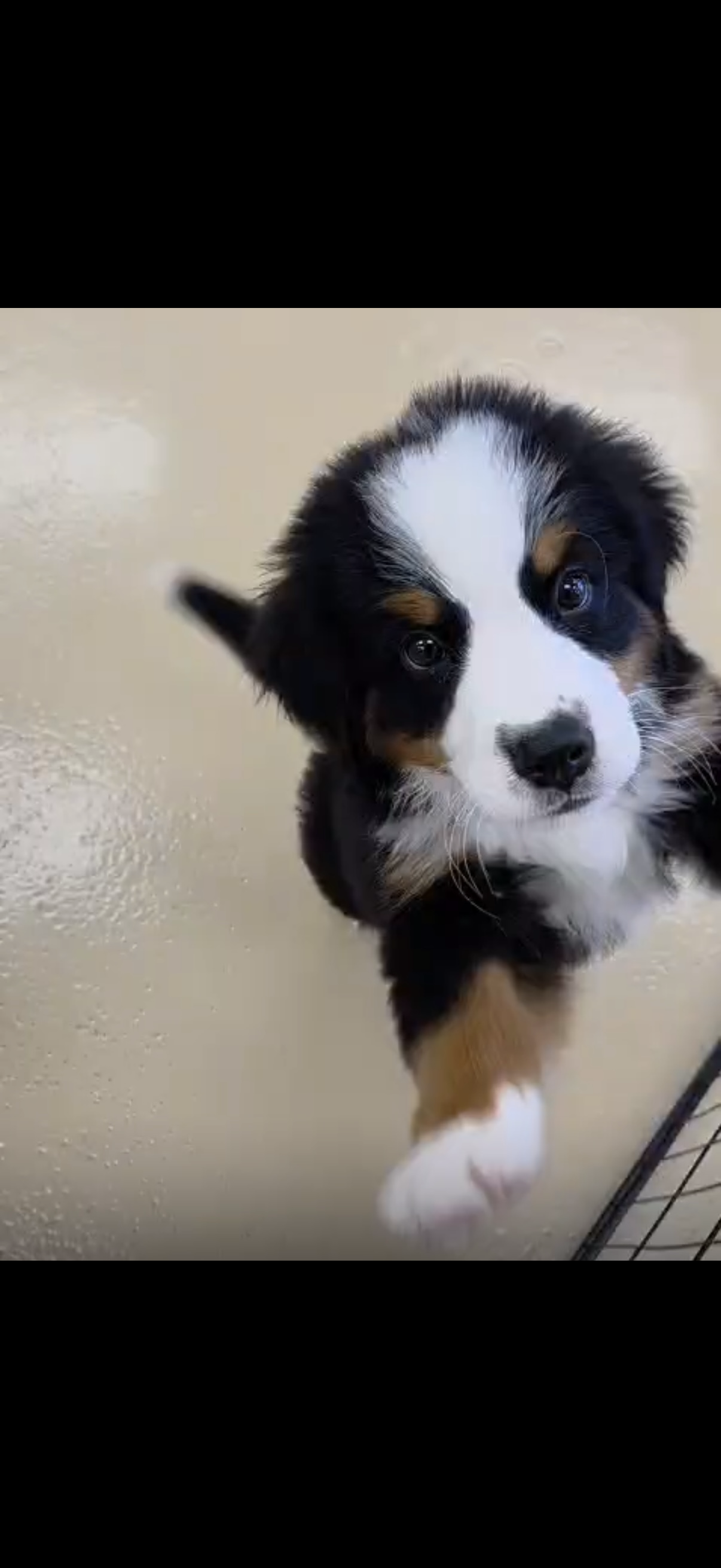 Bernese Mountain Puppy