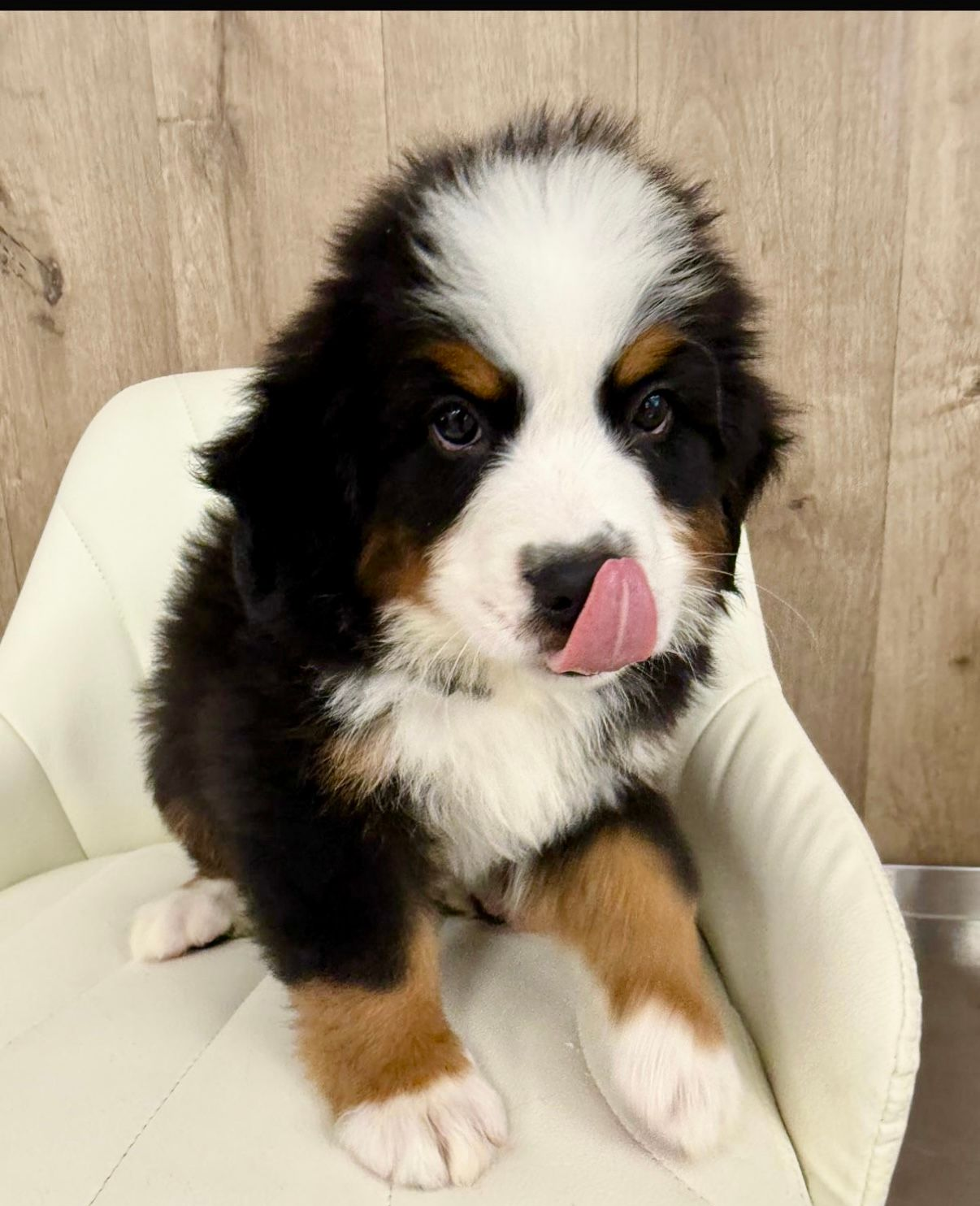 Burmese Mountain Puppy for sale in connecticut.