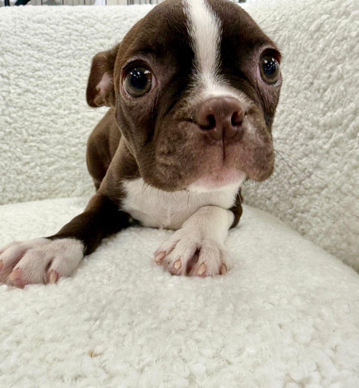 Boston Terrier Puppy for sale in Connecticut