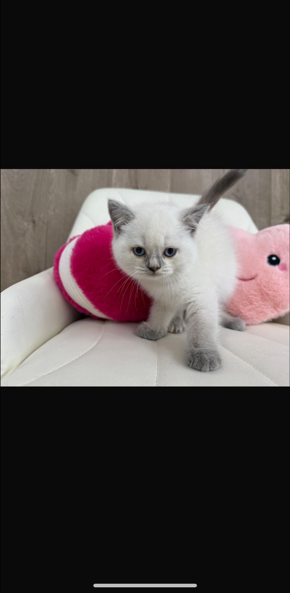 british shorthair kitten