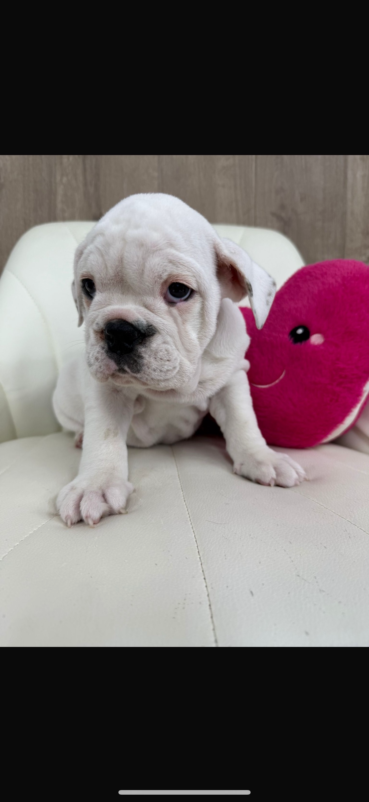English Bulldog Puppy