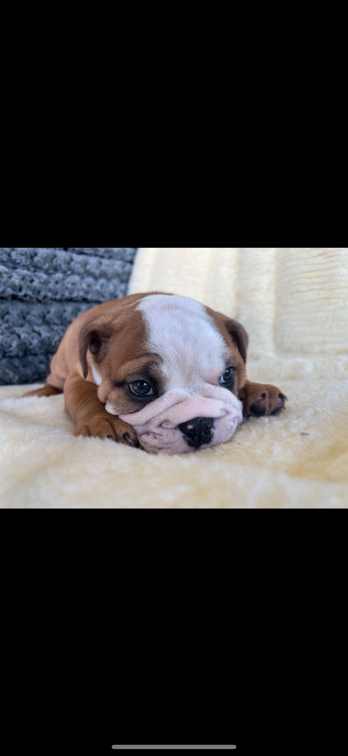 English Bulldog Puppy