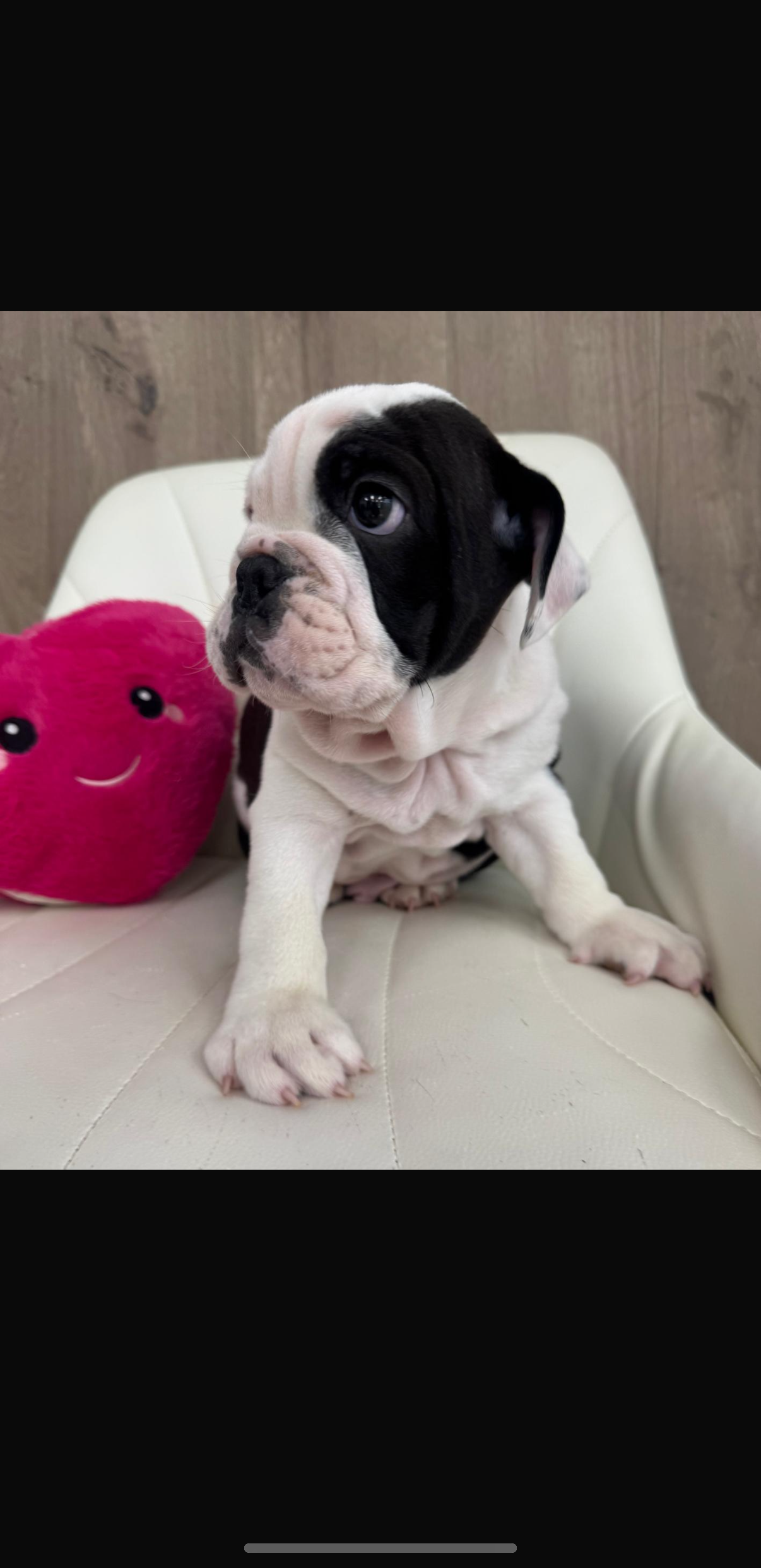 English Bulldog Puppy