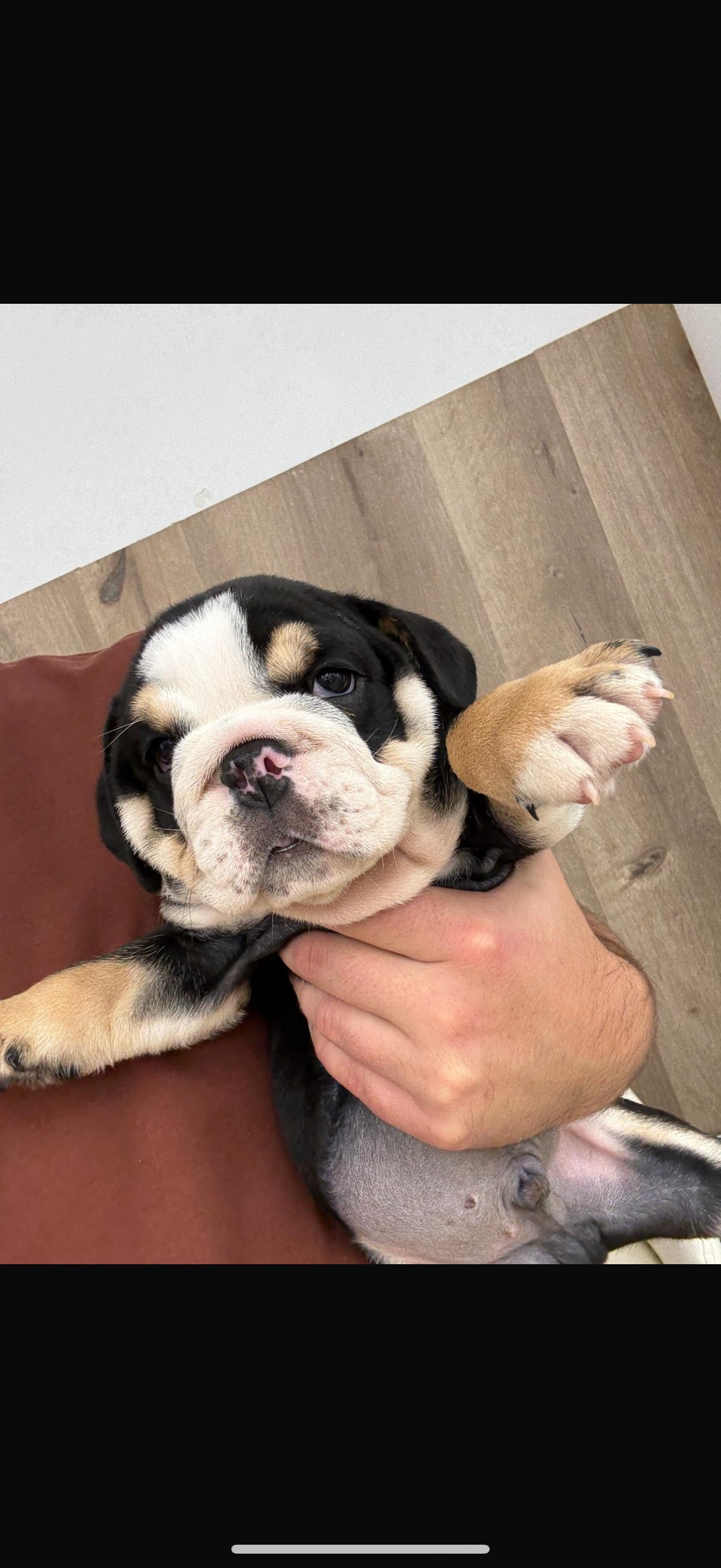 English Bulldog Puppy