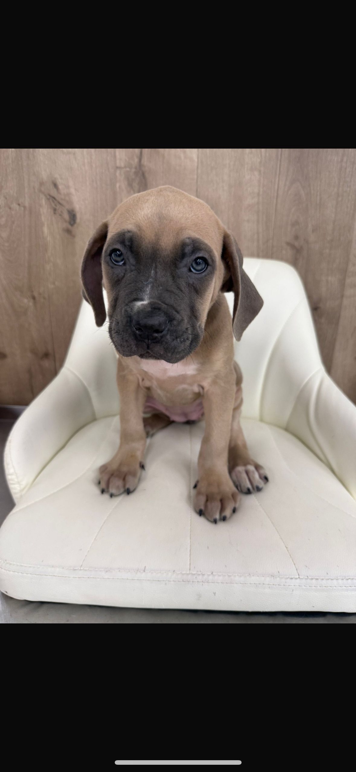 Cane Corso Puppy