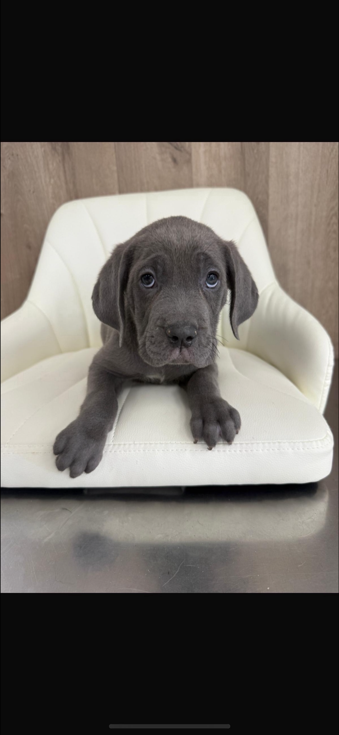 Cane Corso Puppy