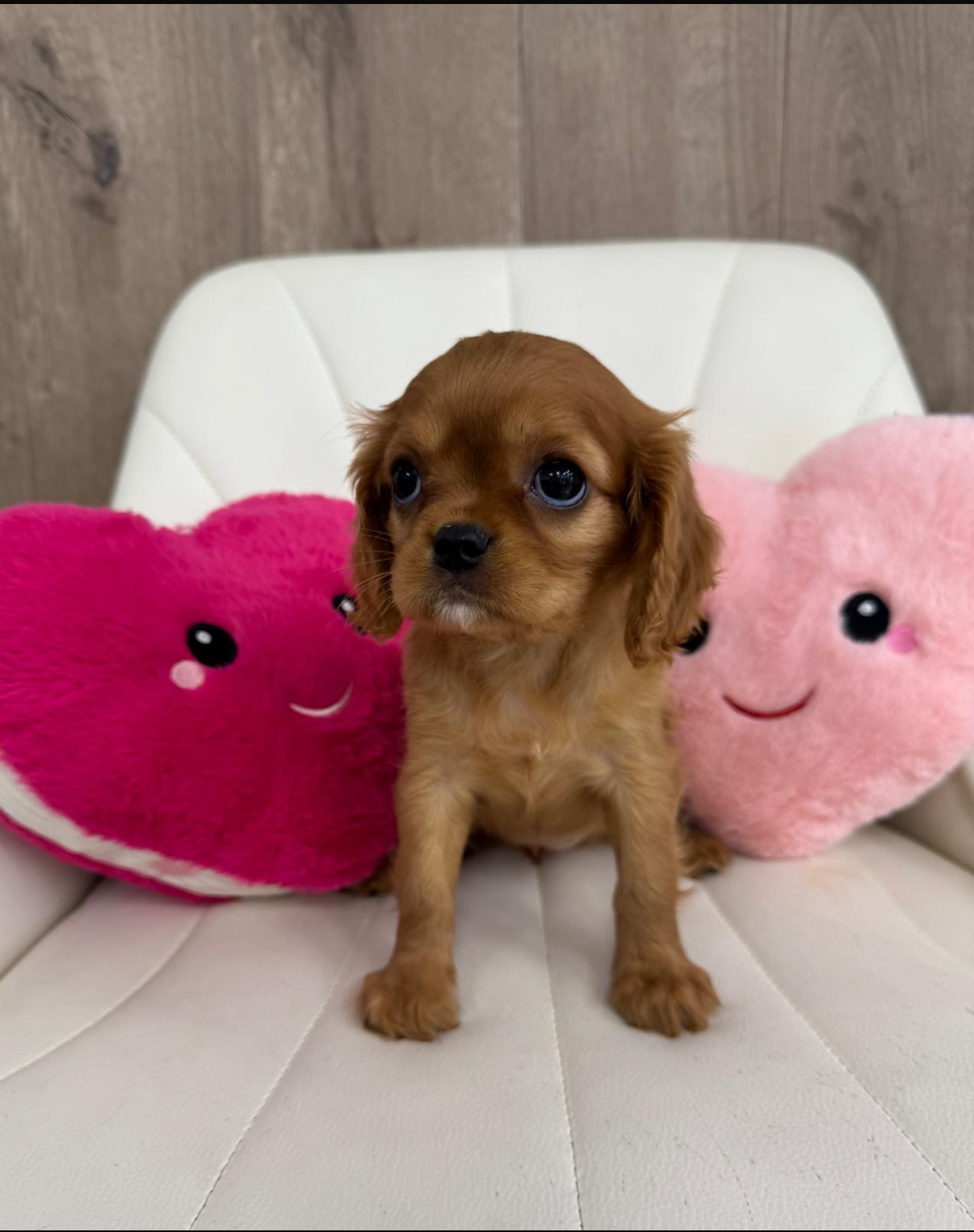Cavalier King Charles Spaniel Puppy