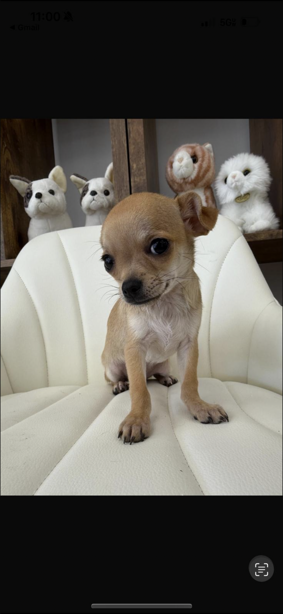 Chihuahua Puppy