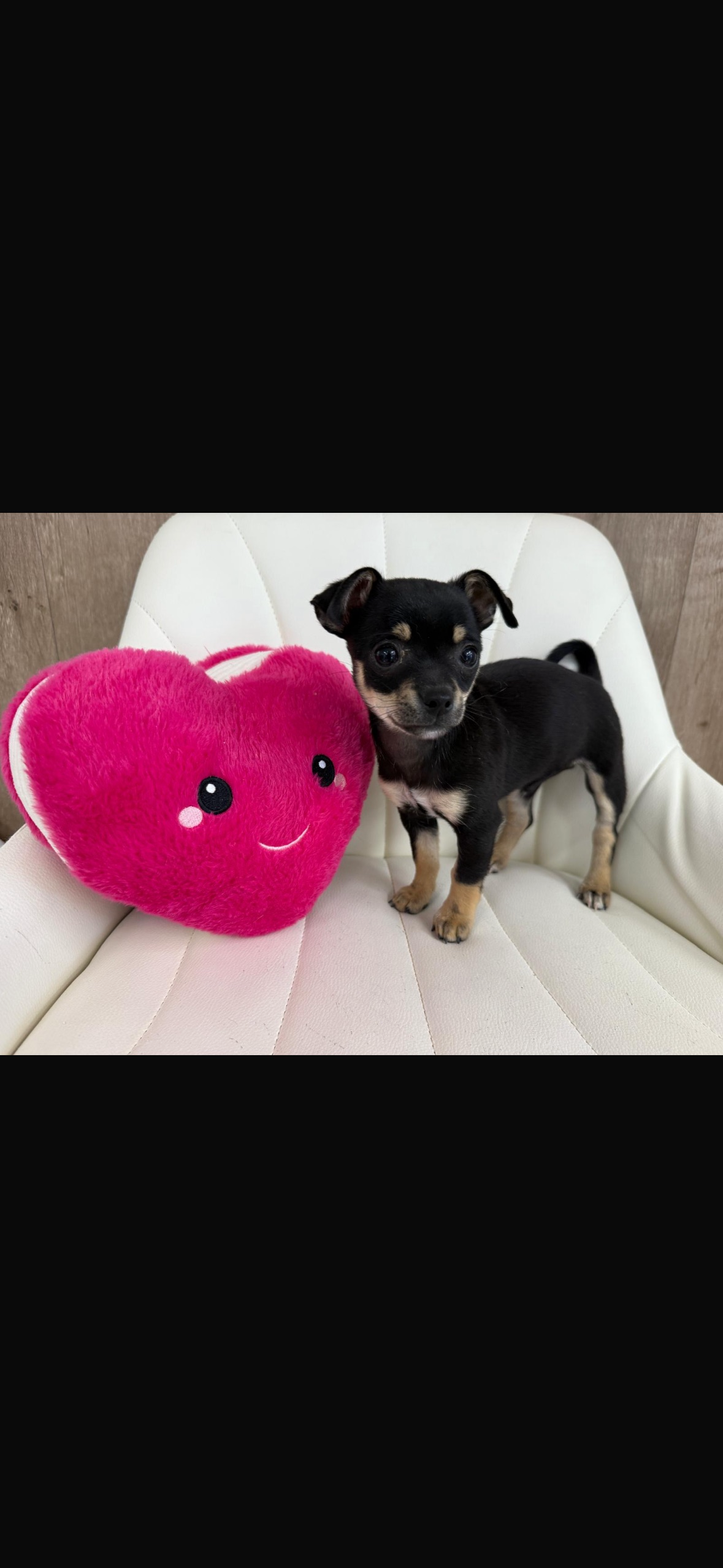 Chihuahua Puppy
