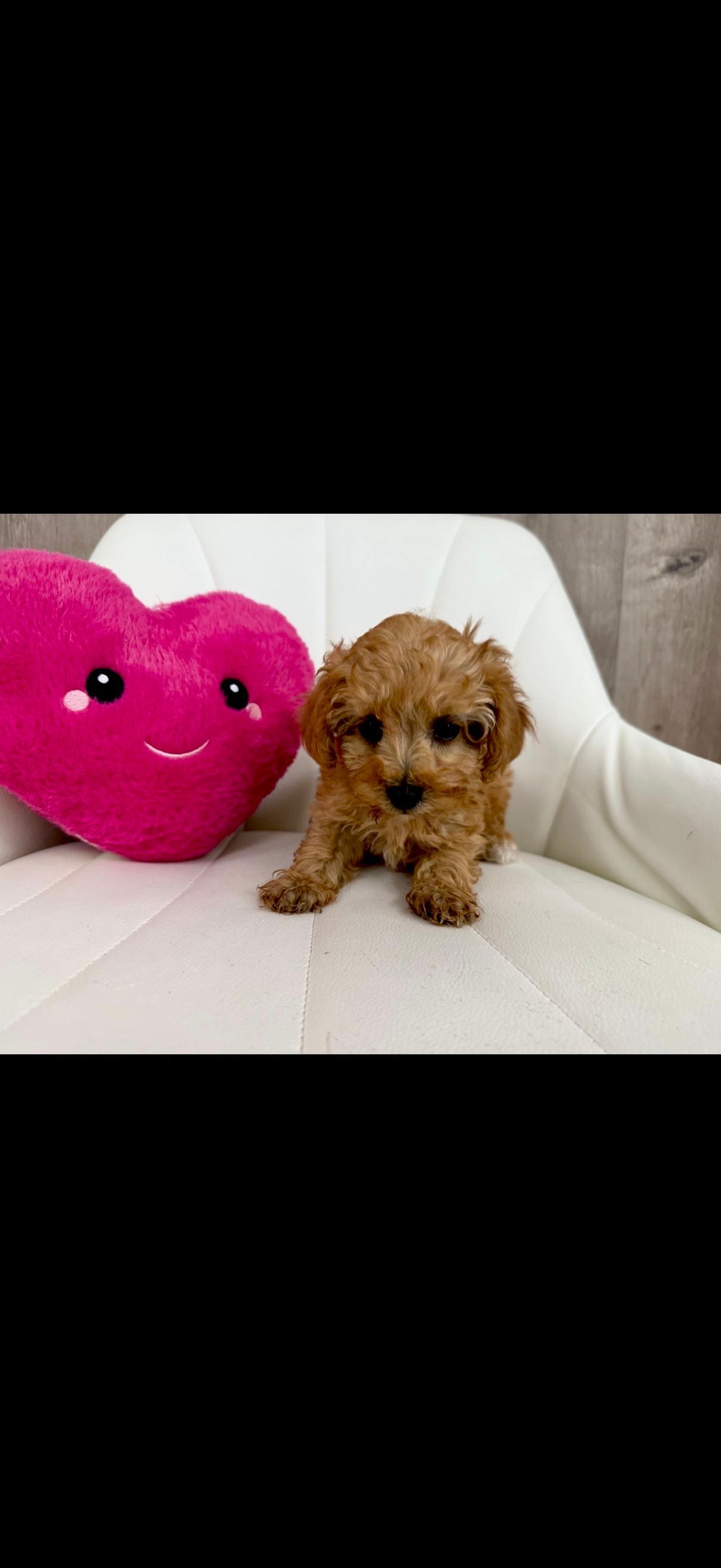 Designer Puppy