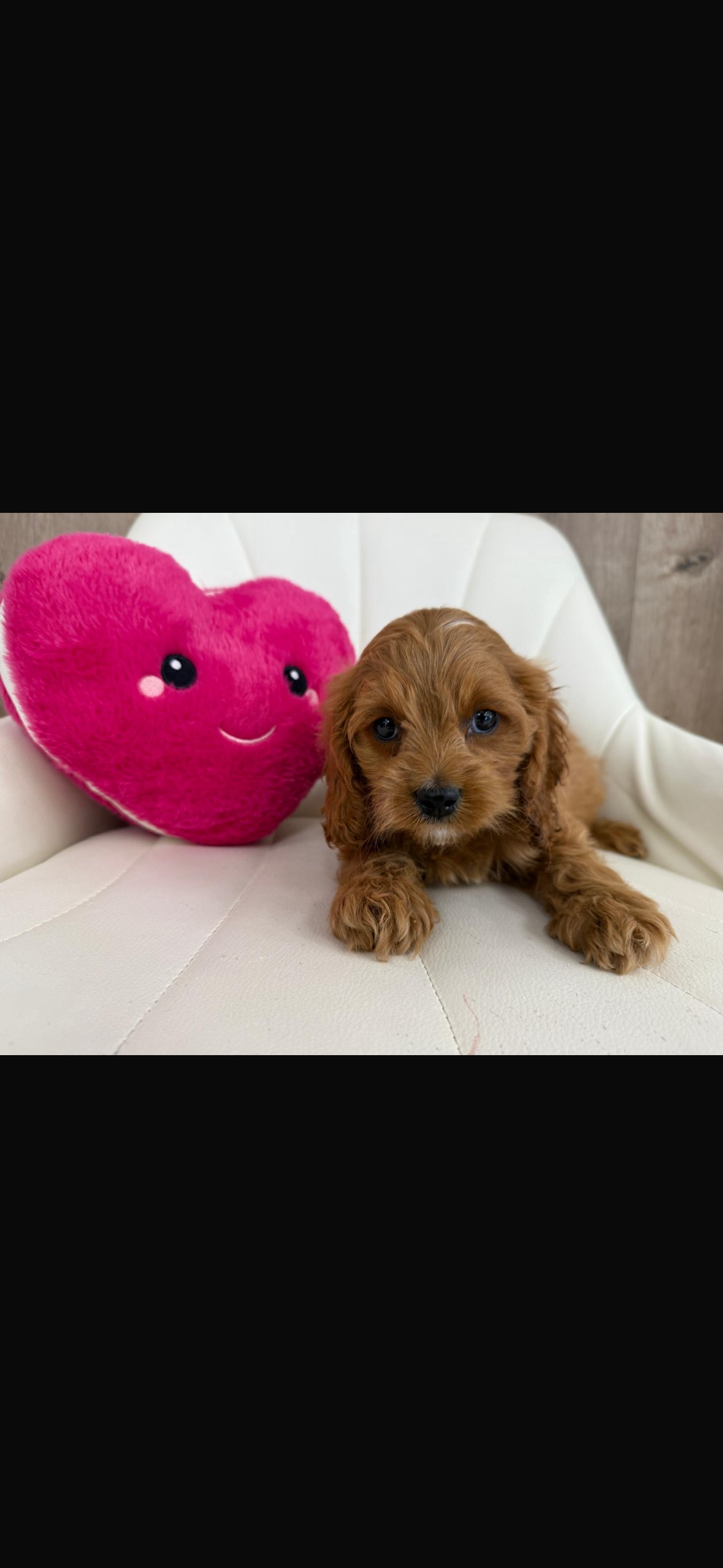 Designer Puppy