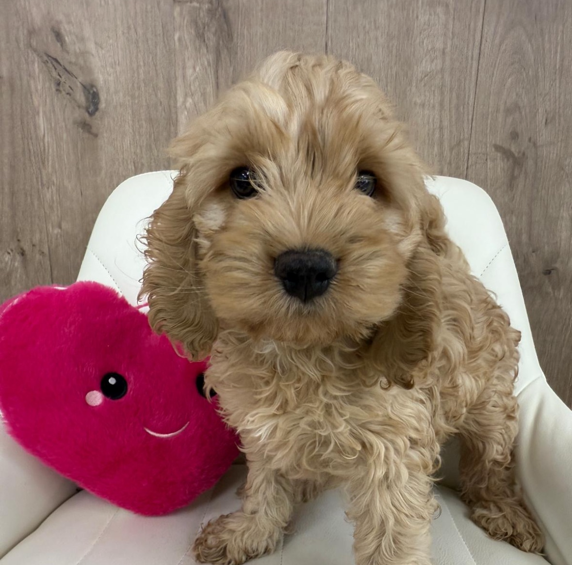 Designer Puppy