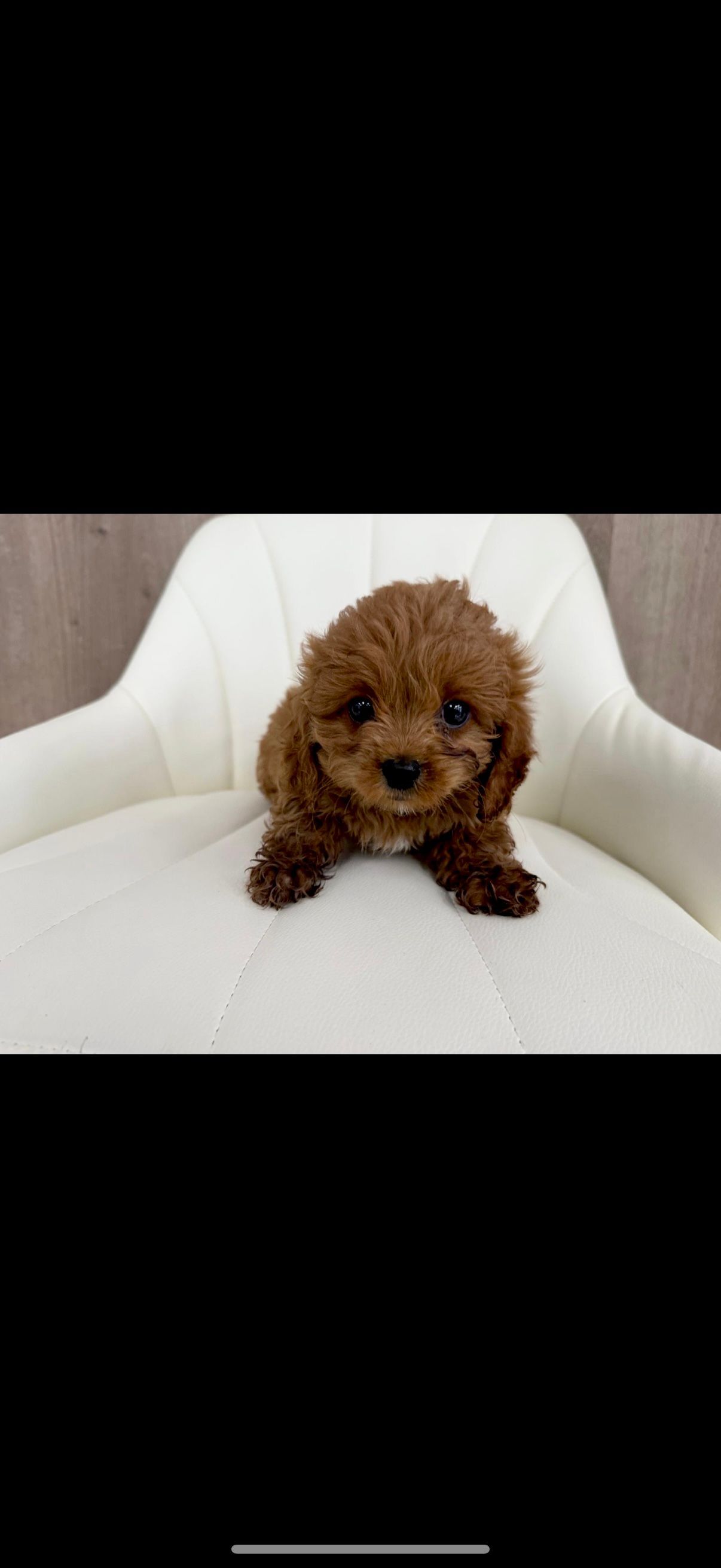 Designer Puppy