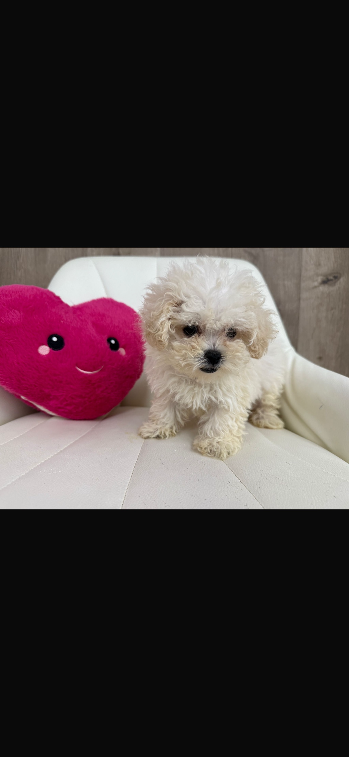 Designer Puppy